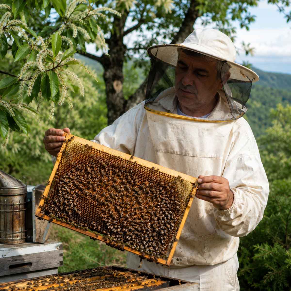 Kestane Balı Nedir?