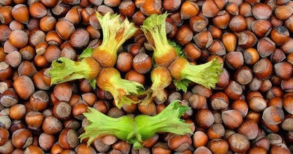 Kabuklu Fındık | Kabuklu Fındığın En Tazesi (1 Kg)